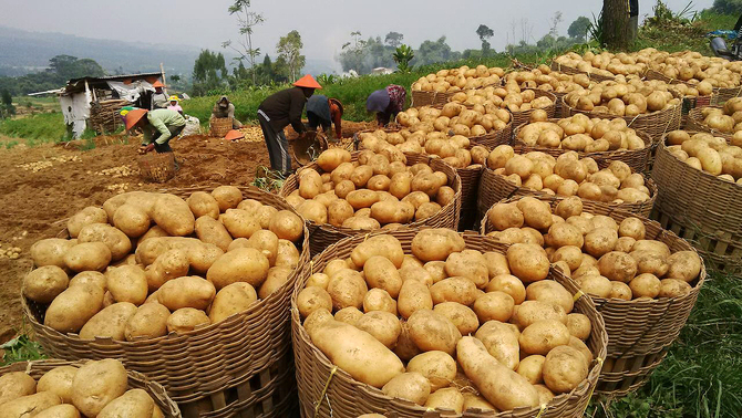 supplier kentanag dieng